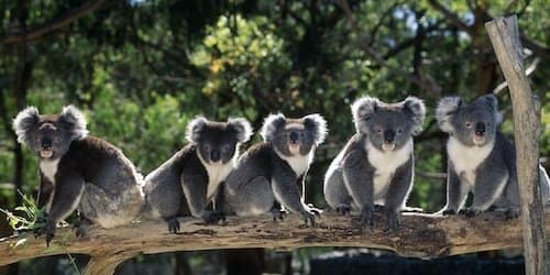 Santuario de Koalas
