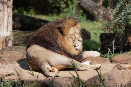 Safari del león Africano 