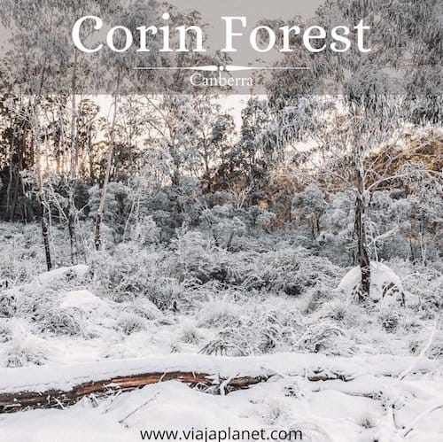 Corin Forest