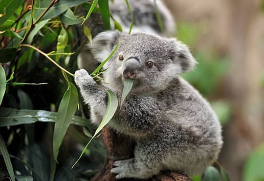 koala de Australia