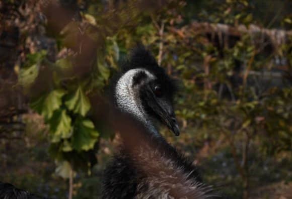 Emu Australiano-curiosidades de Australia